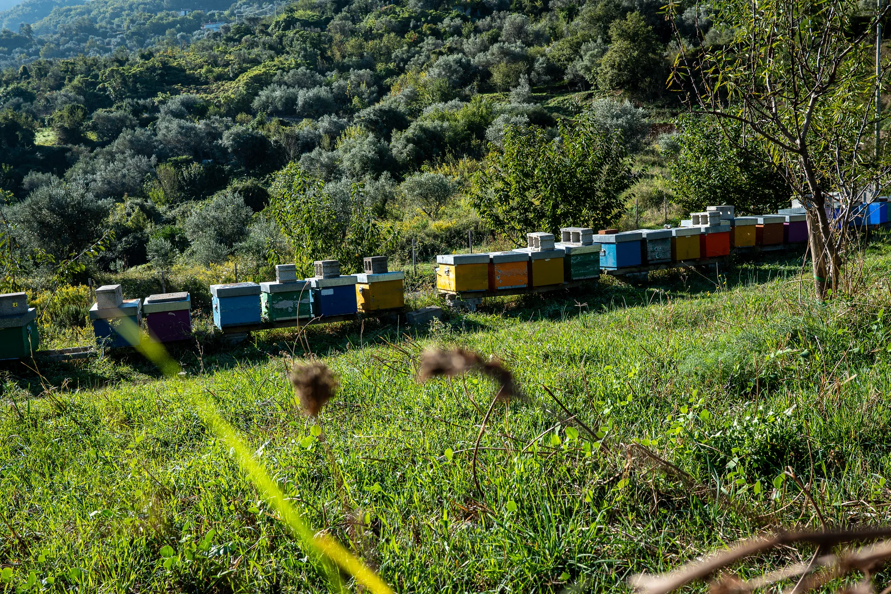 Miele prodotto a Galati Mamertino © Antonino Capizzi 2025