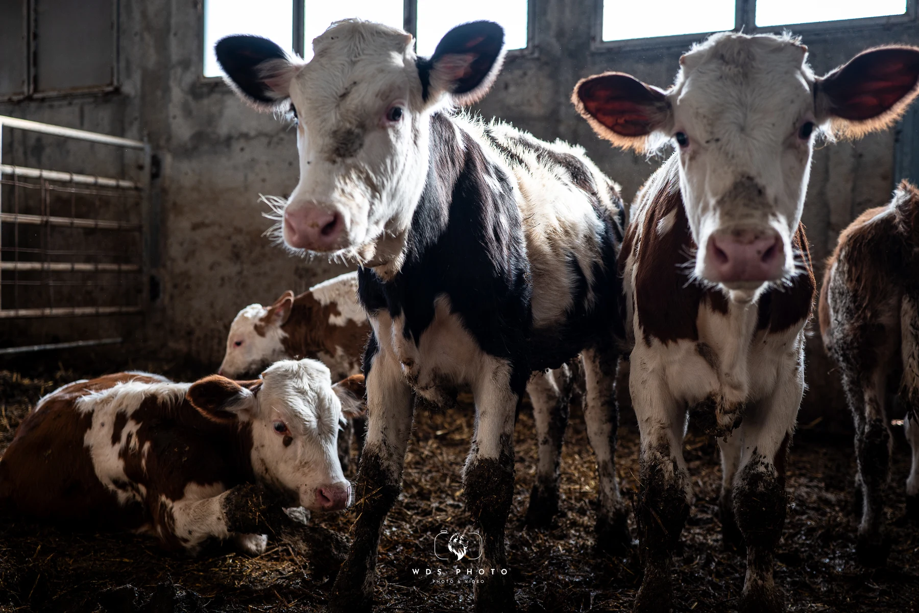 Fattoria Floresta © Antonino Capizzi 2024